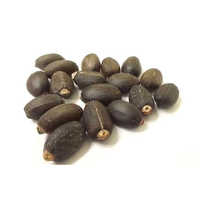 Jatropha Seeds