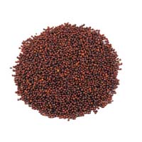 Red Mustard Seeds