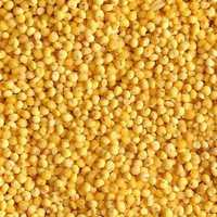 Yellow Millet