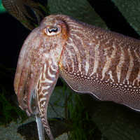 Cuttlefish