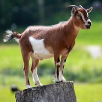 Live Goat