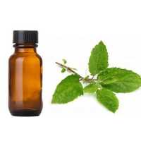 Tulsi Oil