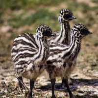 Emu Chicks