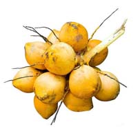 Yellow Coconut