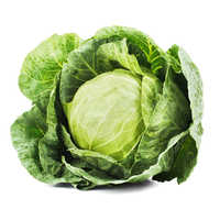 Cabbage