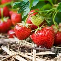 Strawberry Plants