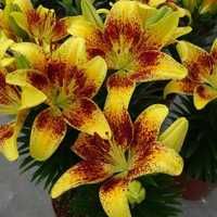 Lilium Plant