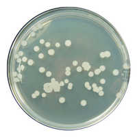 Bacillus subtilis