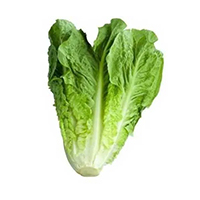 Romaine lettuce
