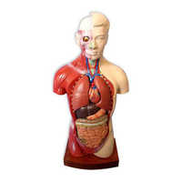 Biological models