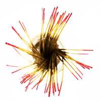 Oriental incense sticks