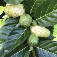 Noni extract