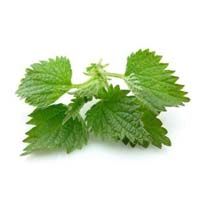 Nettle Leaf