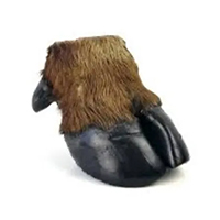 Buffalo calf