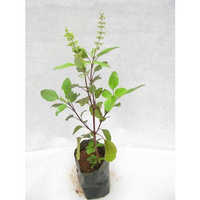 Aromatic plants