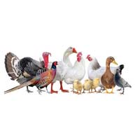 Poultry consultancy services