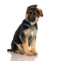 German Shepherd Dog