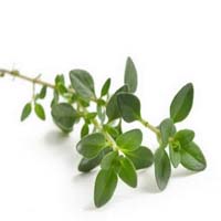 Thyme leaves