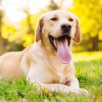 Labrador Dog