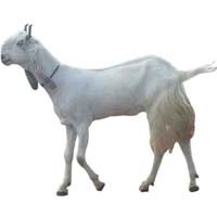 Beetal goat
