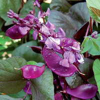 Hyacinth bean