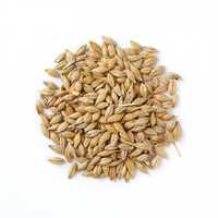 Barley malt