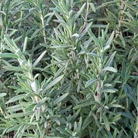 Rosemary leaves