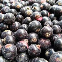 Frozen jamun