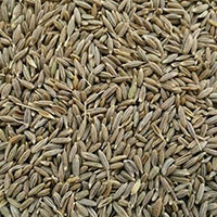 White cumin seeds