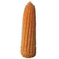 Hybrid maize seeds