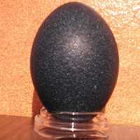 Emu Egg Shells