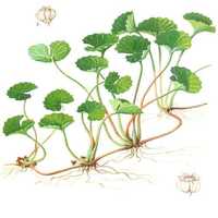 Centella asiatica