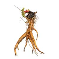 Rhubarb root