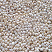 White Sorghum