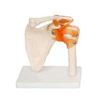 Shoulder joint model
