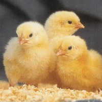 Broiler chicks