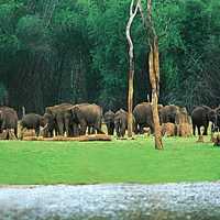 Kerala Wildlife Tours