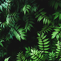 Leaf wallpaper