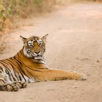 Rajasthan wildlife tours