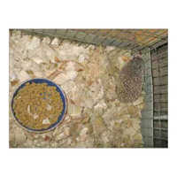 Pet Litter