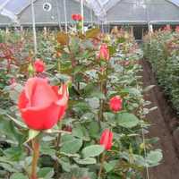 Rose plants