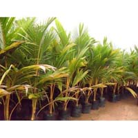 Coconut tree