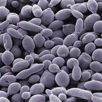 Yeast