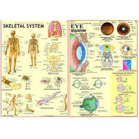 Human physiology charts