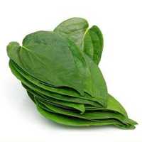 Betel leaf oil