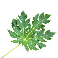 Papaya leaves