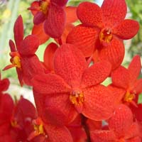 Mokara orchid