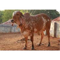 राठी गाय