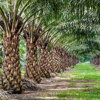 Palm Oil Plant