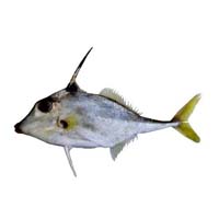 Jacket fish